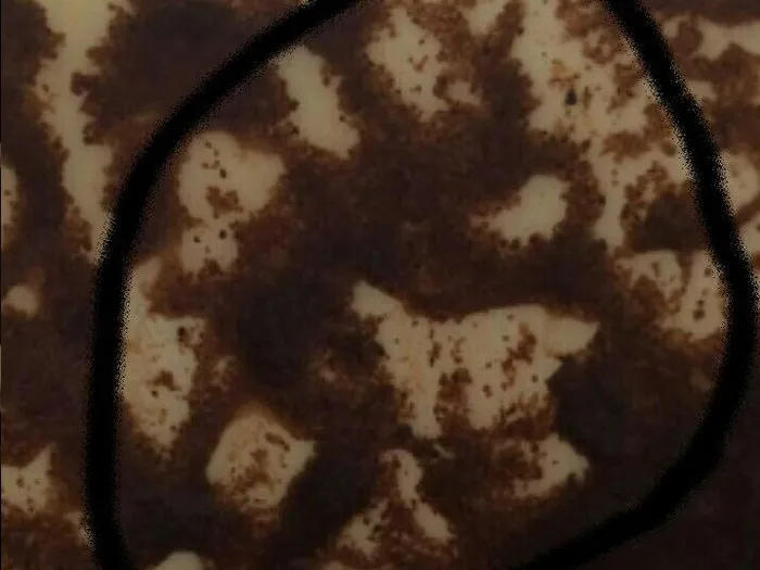 Запись на прием к гадалке в Солнечногорске